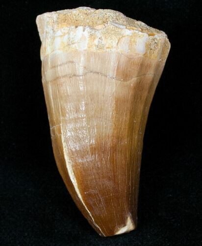 Fossil Mosasaur Tooth #12441